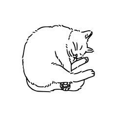 sleeping white cat vector illustration