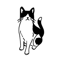 cute black and white cat front view