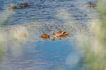 Large flock of mallard ducks swimming actively on rippling blue water.
