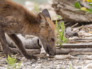 Fototapeta premium A young Red Fox scavenging for food amongst shells and washed up debris on a shingle beach