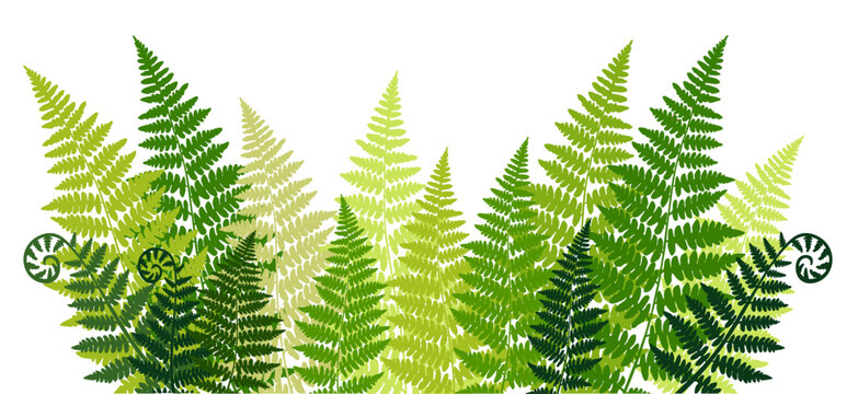 Kupala night. Blooming of the fern. Poster, frame, greeting card with flower leaves and place for text. The image can be used to decorate invitations to a holiday, a wedding, thematic cards. 