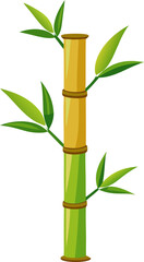 bamboo isolated on white background