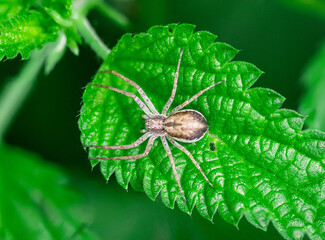 A small spider in macro sits on a nettle leaf