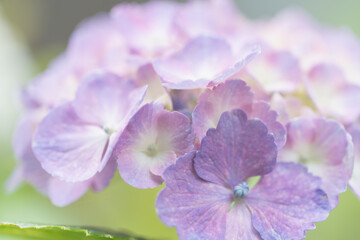 紫陽花