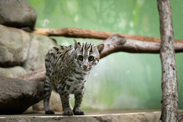 Prionailurus viverrinus is in her zoo habitat. Sand habitat in zoo in sunny day.	
