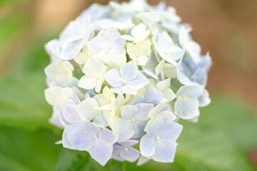 紫陽花