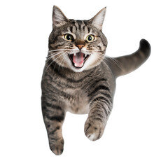 Cat Frozen Mid-Spin with Wide Open Mouth