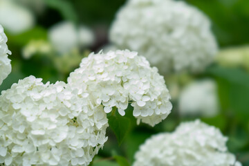 紫陽花