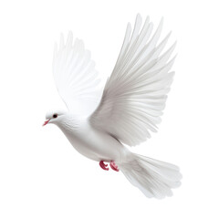 Obraz premium Majestic white dove in flight with outstretched wings