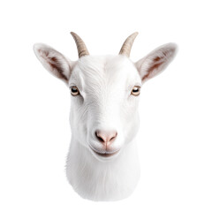 Fototapeta premium Realistic illustration of a goat head on a black background