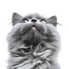 Curious Grey Cat Mid Head Tilt