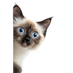 Fluffy Siamese Kitten Peeking from the Corner