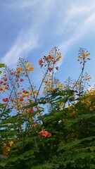 Kembang merak or Peacock flower (Caesalpinia pulcherrima) with sky background. Also known as...