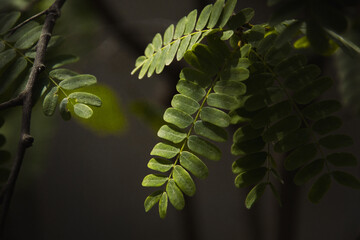 green fern leaves
