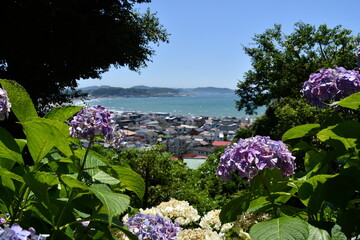 長谷寺のあじさいと海