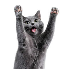 Cat Mid-Move with Raised Paw and Joyful Face