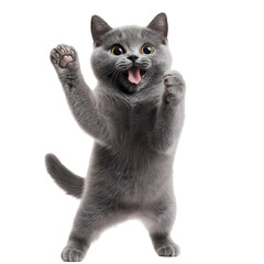 Grey Cat in Mid-Dance Pose with One Paw Raised