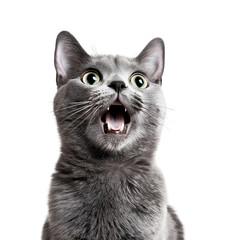 Shocked Grey Cat with Mouth Hanging Open
