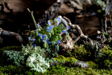 Delicate spring flowers bloom in a romantic composition, infused with mystery and freshness. Soft...