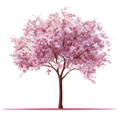 Obraz premium Cherry Blossom Tree Isolated on transparent background
