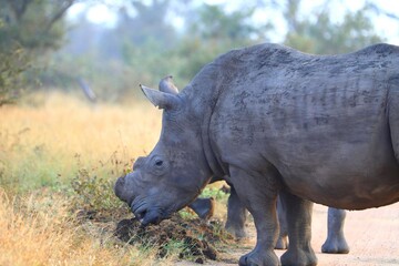 Side view of a white rhino sniffing a dung heap in the wild, showcasing territorial behavior and interaction with its environment. © Sara