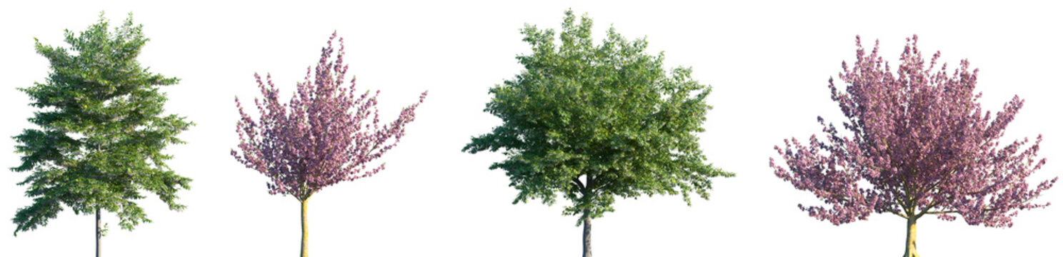 Set of Styrax japonicus and Prunus serrulata Kanzan frontal street trees isolated png on a transparent background perfectly cutout	