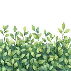 Obraz premium Lush green foliage with varying shades of leaves creates vibrant and natural backdrop