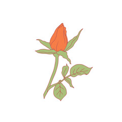Hand drawn line art orange rose flower isolated on white background. romantic botanical vector illustration