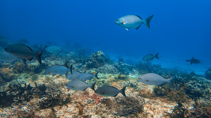 School of reef fish swimming in clear blue Caribbean waters