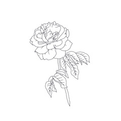 Hand drawn black and white line art rose flower with leaves isolated on white background. romantic botanical vector illustration