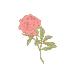Hand drawn line art pink rose flower isolated on white background. romantic botanical vector illustration