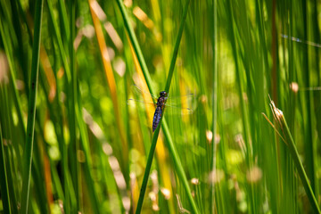 Dragonfly Perched on Green Reed in Japanese Wetland Habitat