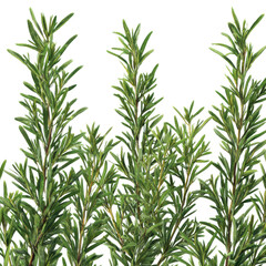 Fototapeta premium rosemary sprigs png, mediterranean herb png