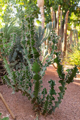 Euphorbia Grandicornis with Sharp Thorns in a Moroccan Botanical Setting with Other Desert...