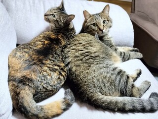 Two tabby cats relaxing together on a sofa at home. A cozy and heartwarming scene, ideal for themes...