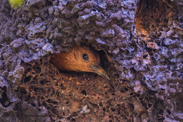 Rufous Woodpecker is looking for food on the tree.