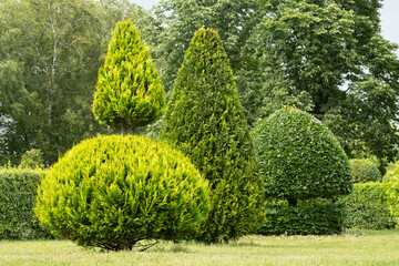 In a tranquil garden, vibrant green topiary trees of various shapes stand majestically under the bright sun. The lush foliage creates a peaceful atmosphere, inviting relaxation and reflection