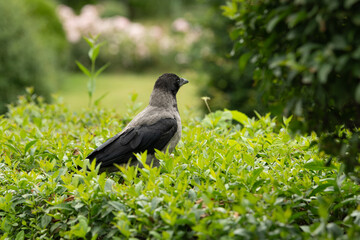 A crow stands quietly among vibrant green bushes in a peaceful garden. Soft sunlight filters through the leaves, enhancing the tranquil atmosphere of the surroundings