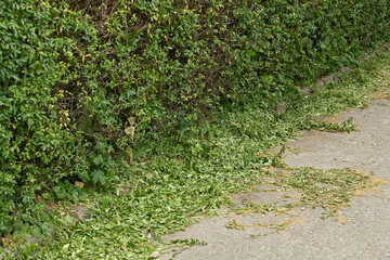 Green leaves and small branches are strewn across a gravel pathway next to a dense hedge. The sunny...