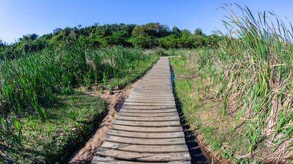 Hiking Wetland Mangrove  Swamps Wood Platform Path Route