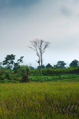 Serene Countryside Landscape Featuring a Lone Tree and Verdant Fields