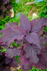 Close-Up of Vibrant Purple Perilla Plant in a Green Natural Setting