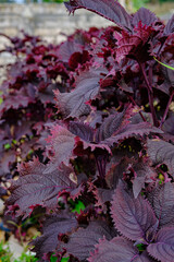 Close-Up View of Vibrant Purple Perilla Plants in a Lush Garden