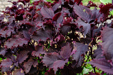 Vibrant Purple Perilla Leaves Growing Lush in a Garden Setting