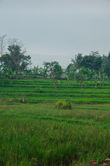 Lush Green Rice Terraces with Banana Trees in Tropical Landscape