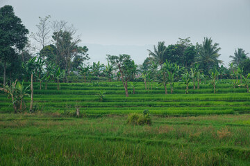 Lush Green Rice Terraces with Banana Trees in Tropical Landscape
