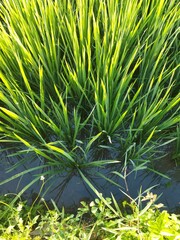 Rice plants in the rice fields