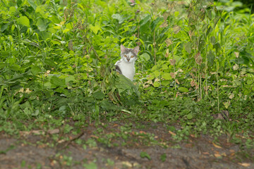 A gray and white cat quietly watches from the dense greenery of a garden. The sun shines down,...