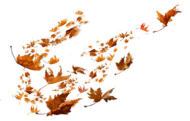 autumn background leaf leaves isolated autumn winter season background falling fall platanus tree wid air w