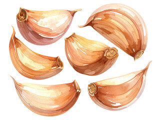 roasted garlic cloves with brown papery skin, watercolor hand painted culinary herb illustration on isolated background
